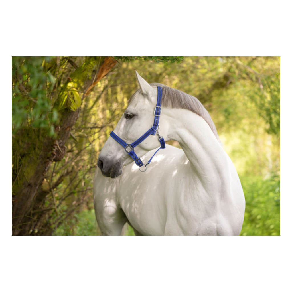 Nylonhalfter Mustang blau-schwarz
