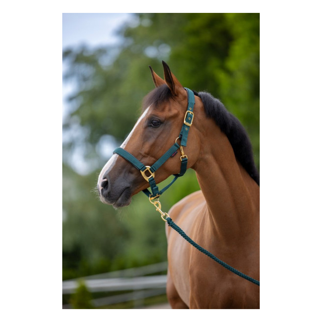 Gepolstertes Halfter mit goldfarbenen Schnallen waldgrün-gold