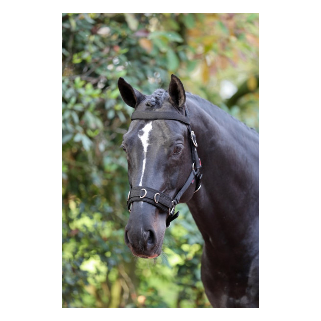 Longierhalfter weich unterlegt schwarz
