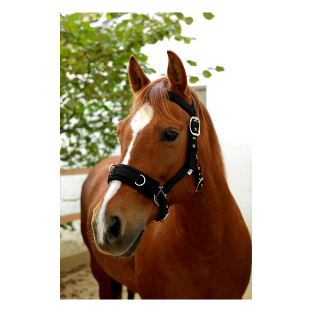 Longierhalfter weich unterlegt schwarz
