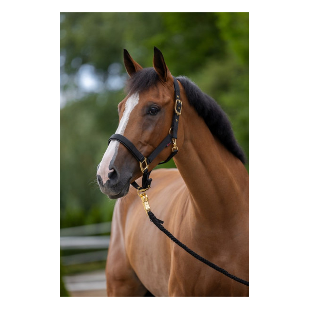 Gepolstertes Halfter mit goldfarbenen Schnallen schwarz-gold
