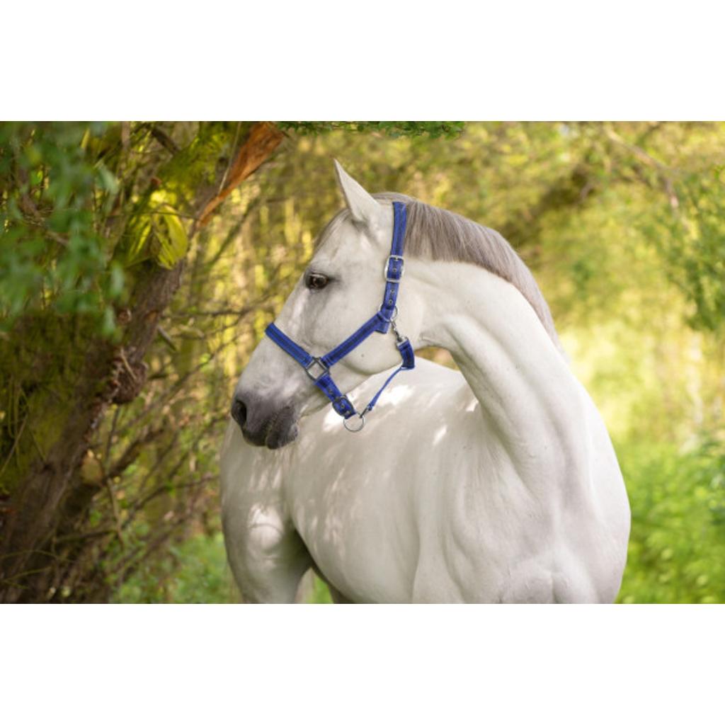 Nylonhalfter Mustang blau-schwarz