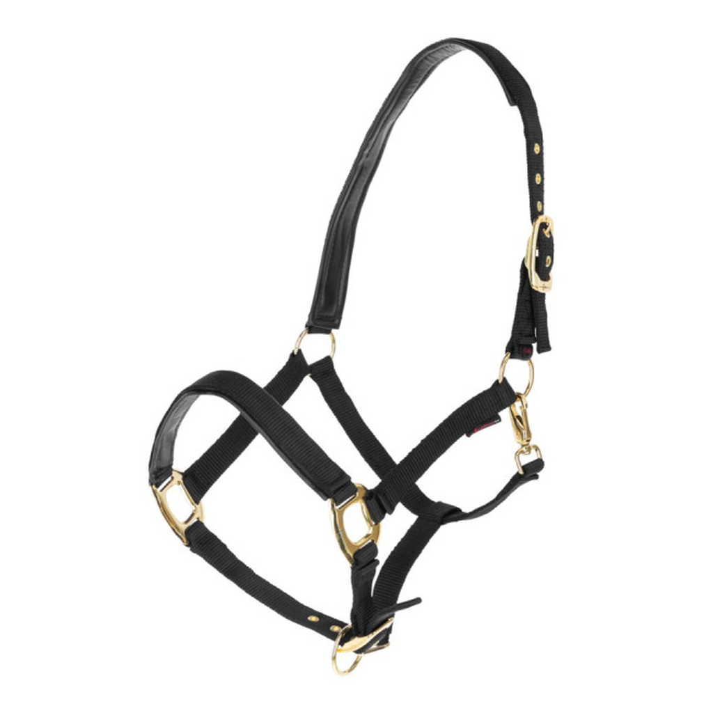 Gepolstertes Halfter mit goldfarbenen Schnallen schwarz-gold